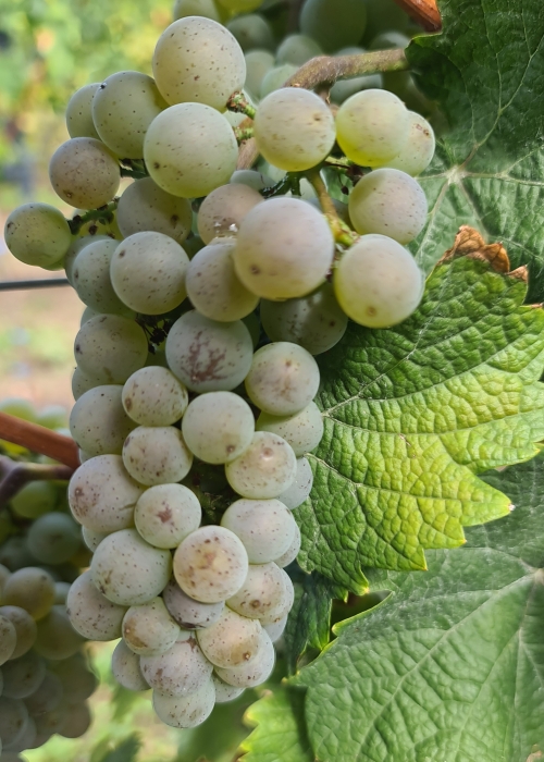 Pinot Iskra 20260901 113252